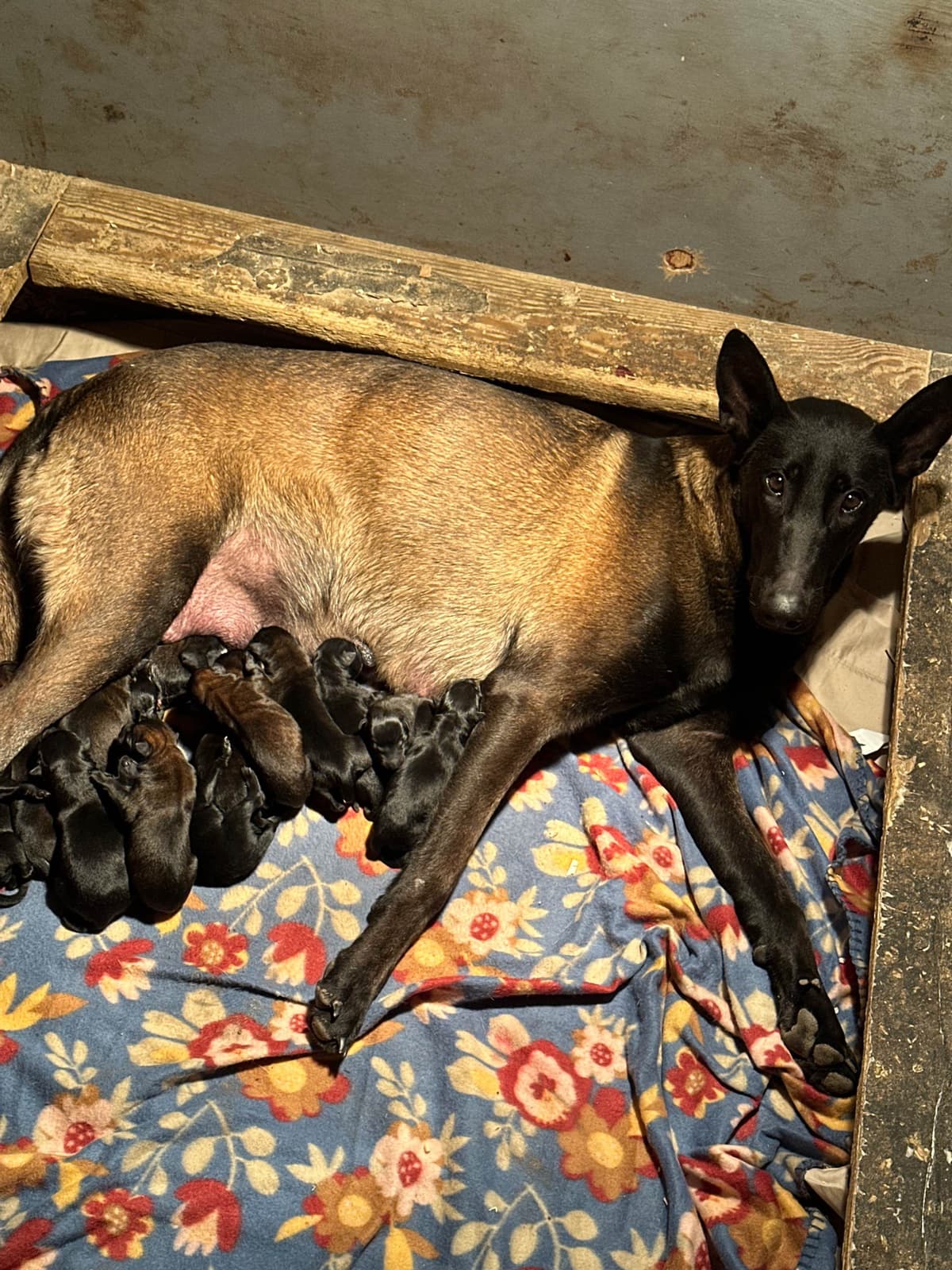 Belgian Malinois Puppies breeder image 11