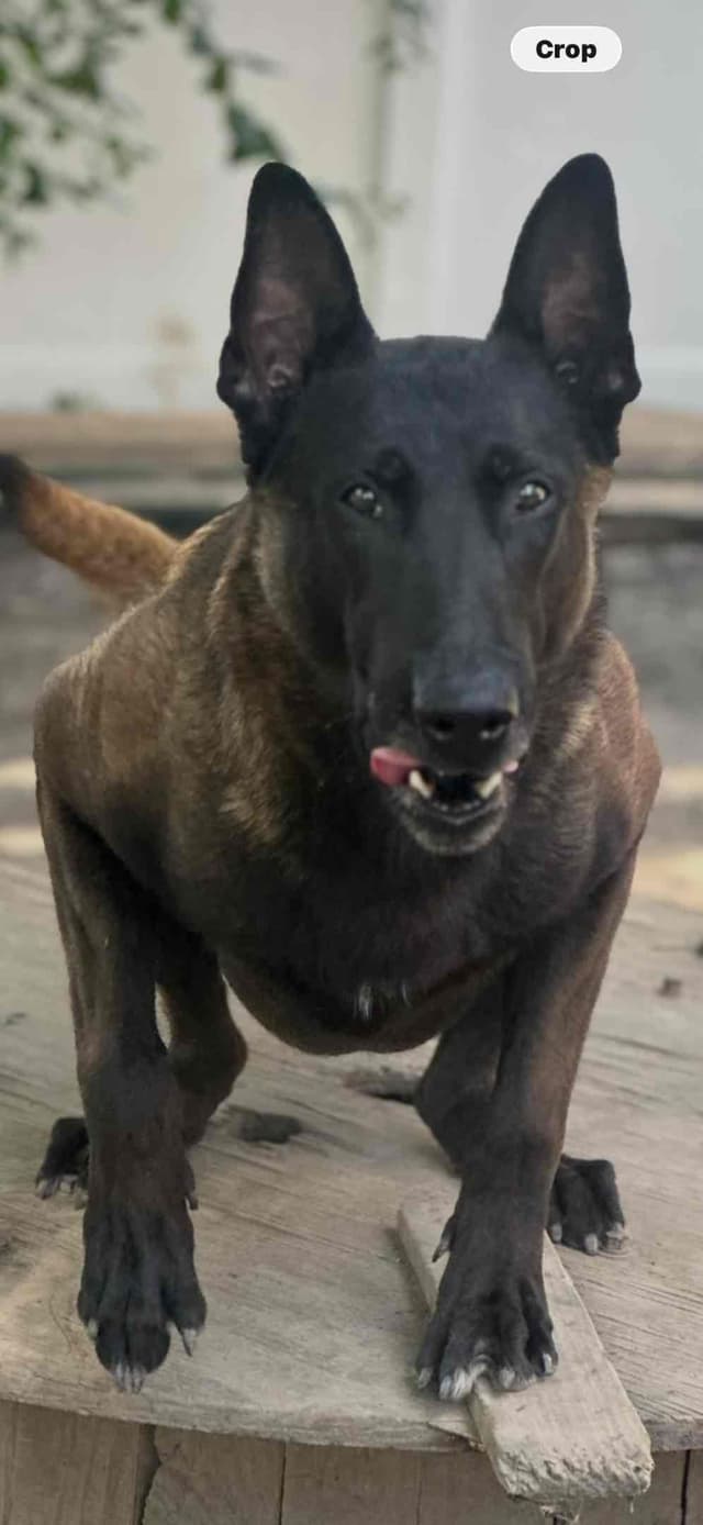 Belgian Malinois Puppies media 3