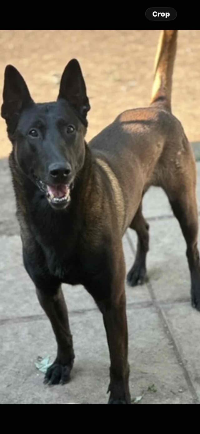 Belgian Malinois Puppies media 2
