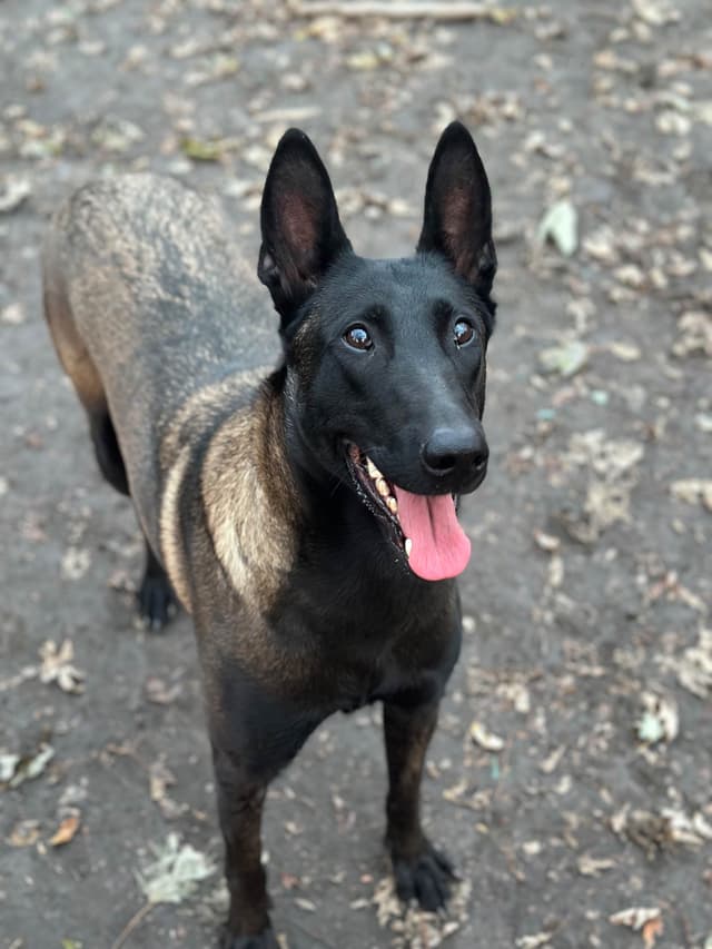 Belgian Malinois Puppies media 4