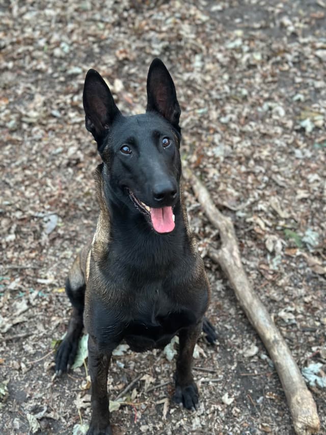 Belgian Malinois Puppies media 5