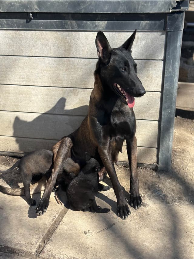 Belgian Malinois Puppies media 6