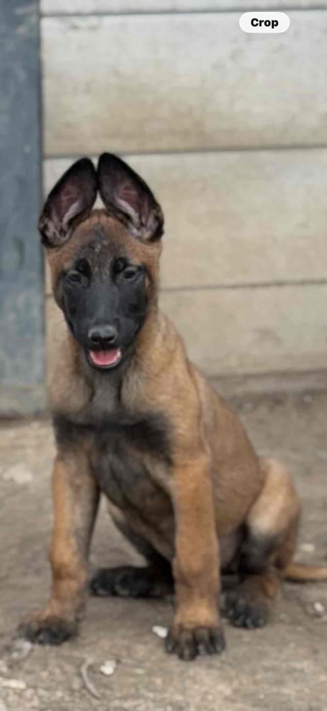 Belgian Malinois Puppies media 7