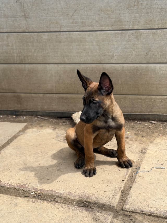 Belgian Malinois Puppies media 8