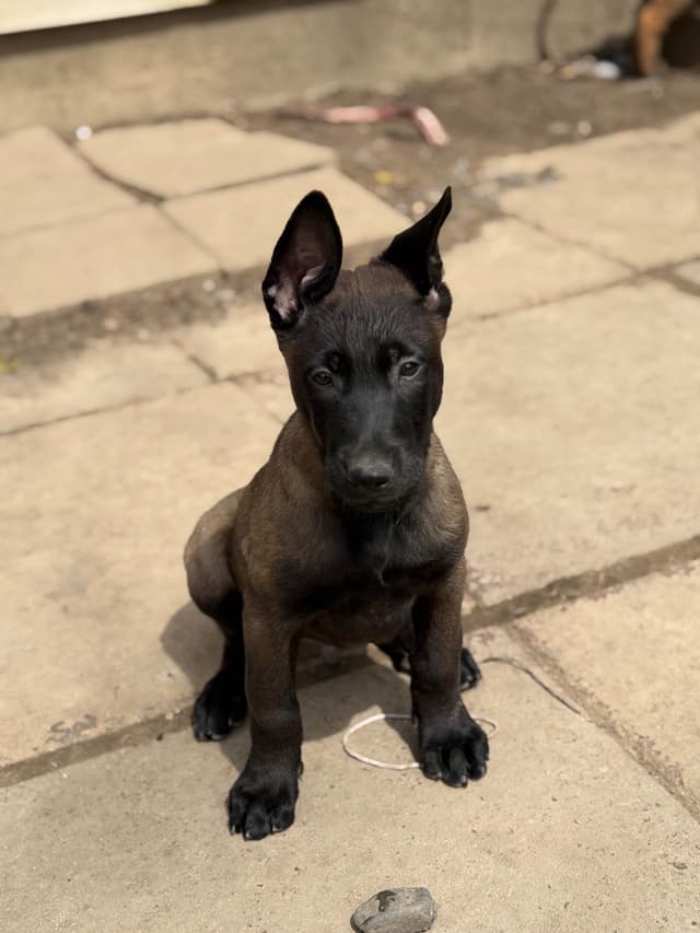 Belgian Malinois Puppies media 9