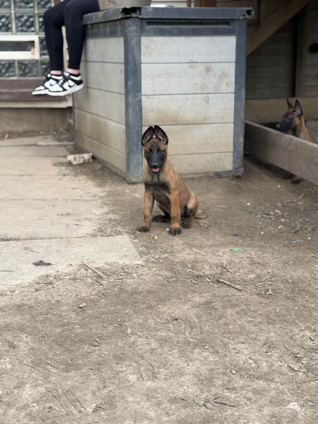 Belgian Malinois Puppies media 10