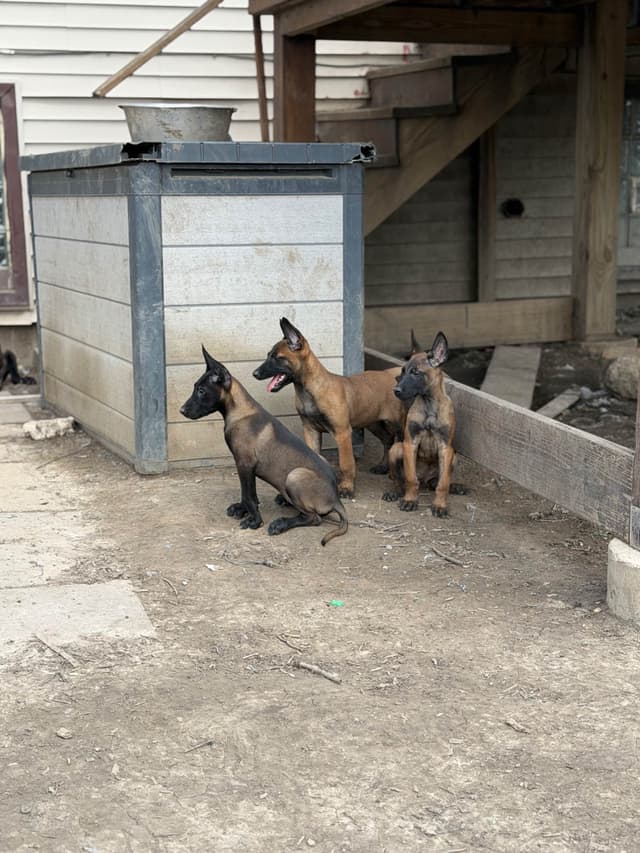 Belgian Malinois Puppies media 11