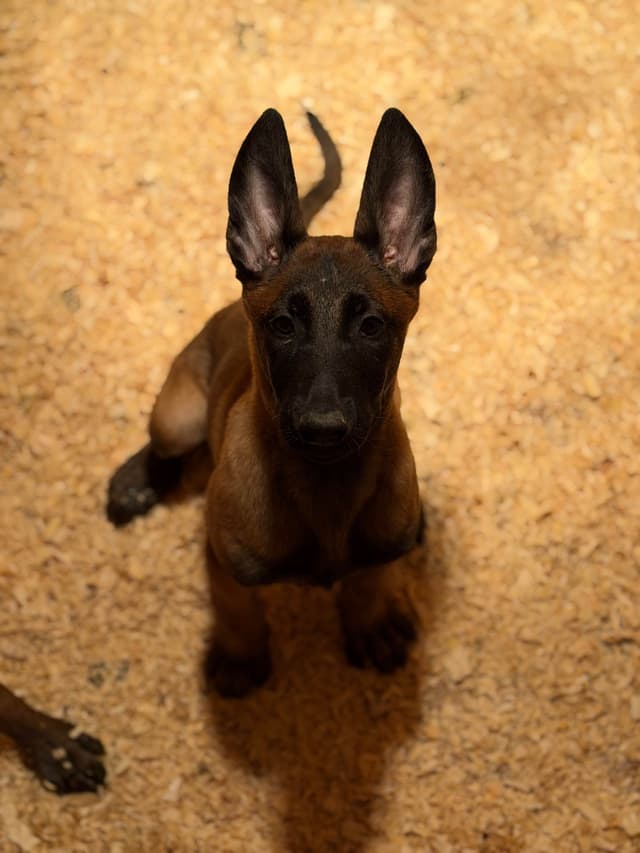 Belgian Malinois Puppies media 13
