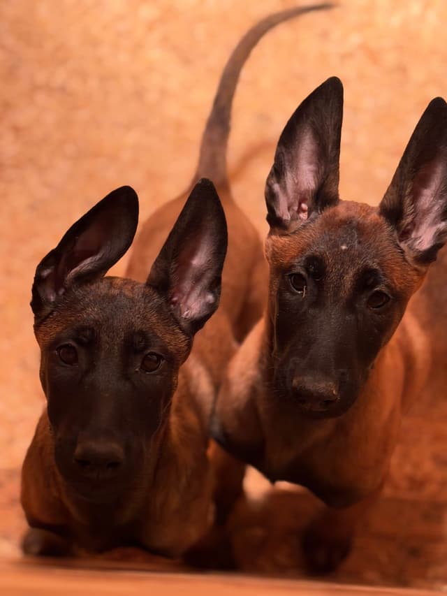 Belgian Malinois Puppies media 14