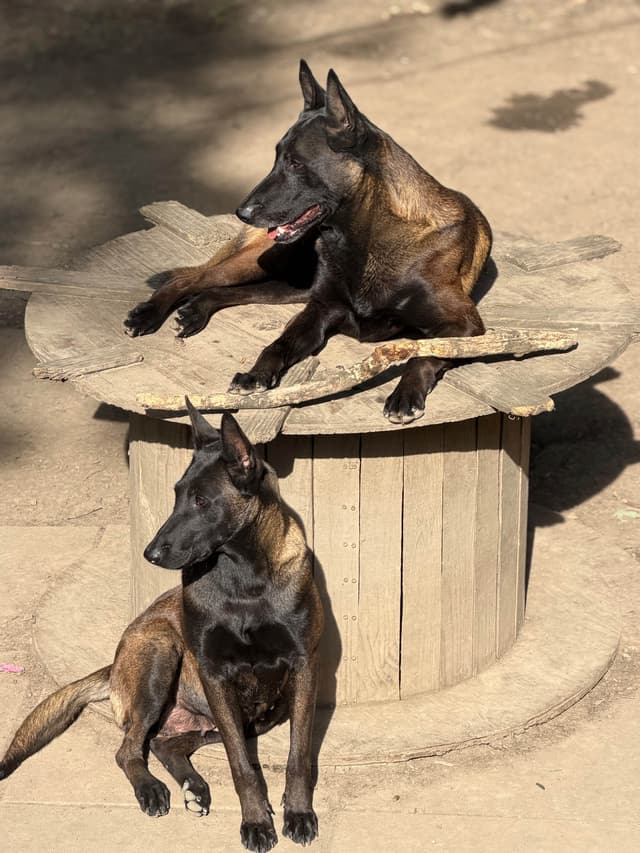 Belgian Malinois Puppies media 15