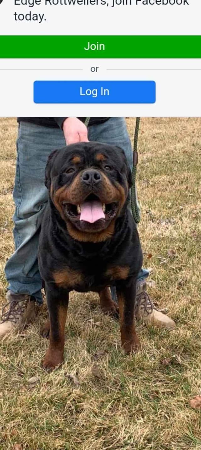 Dam & Sire Pedigree is stacked with well known names. media 4