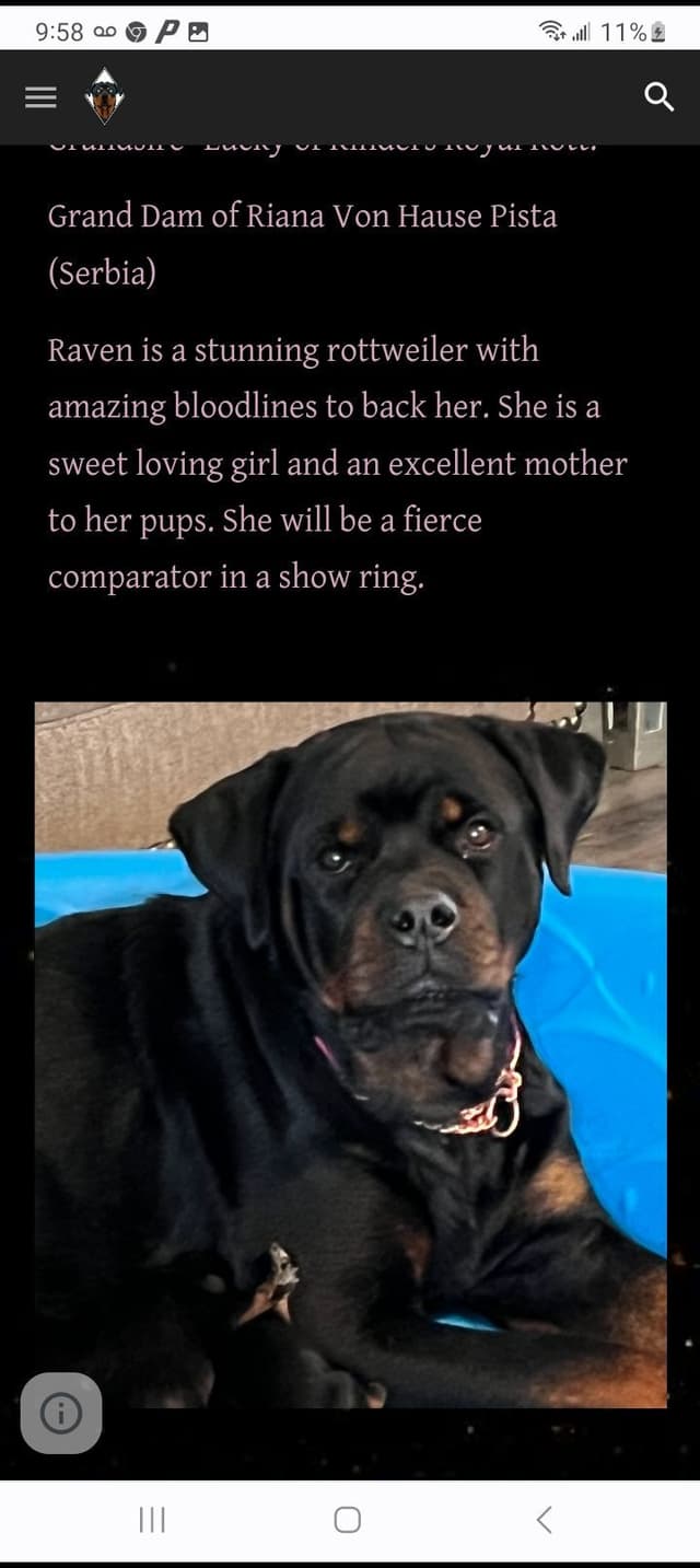 Dam & Sire Pedigree is stacked with well known names. media 7