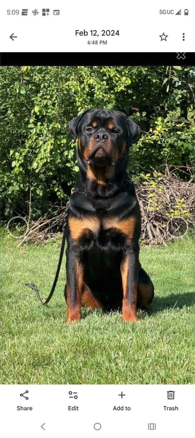 Dam & Sire Pedigree is stacked with well known names. media 12