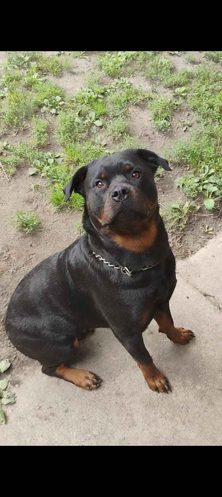 Dam & Sire Pedigree is stacked with well known names. breeder image 3