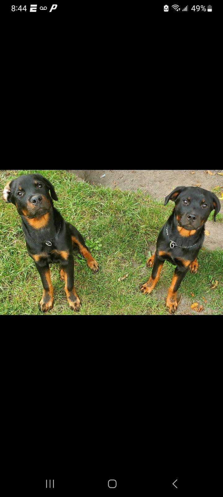 Dam & Sire Pedigree is stacked with well known names. breeder image 1