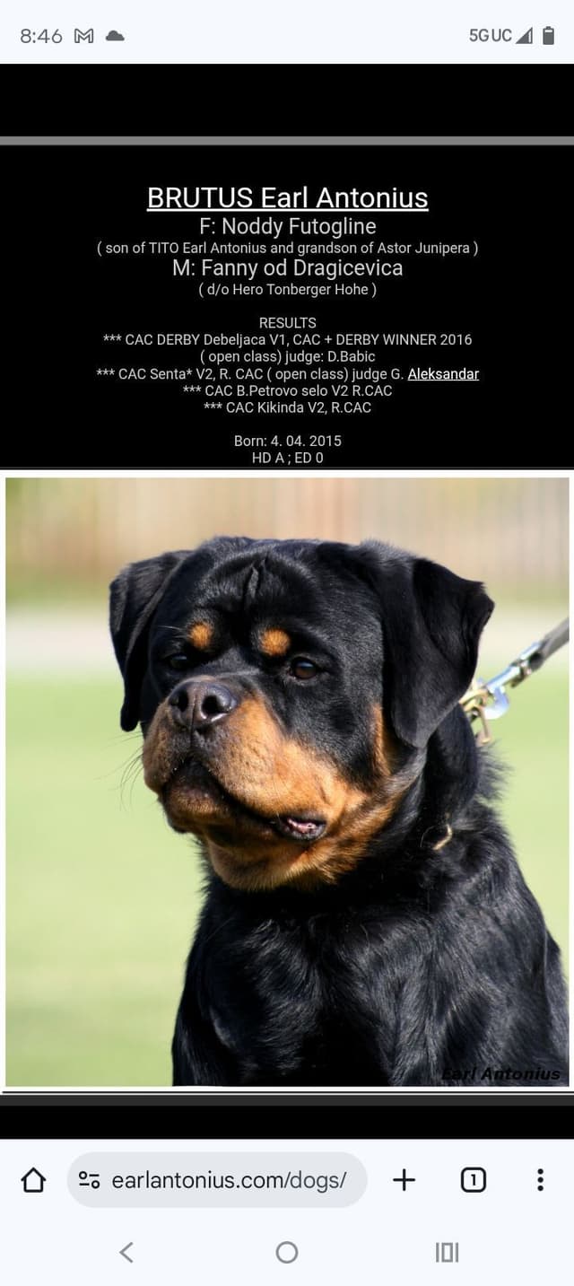 Dam & Sire Pedigree is stacked with well known names. media 10