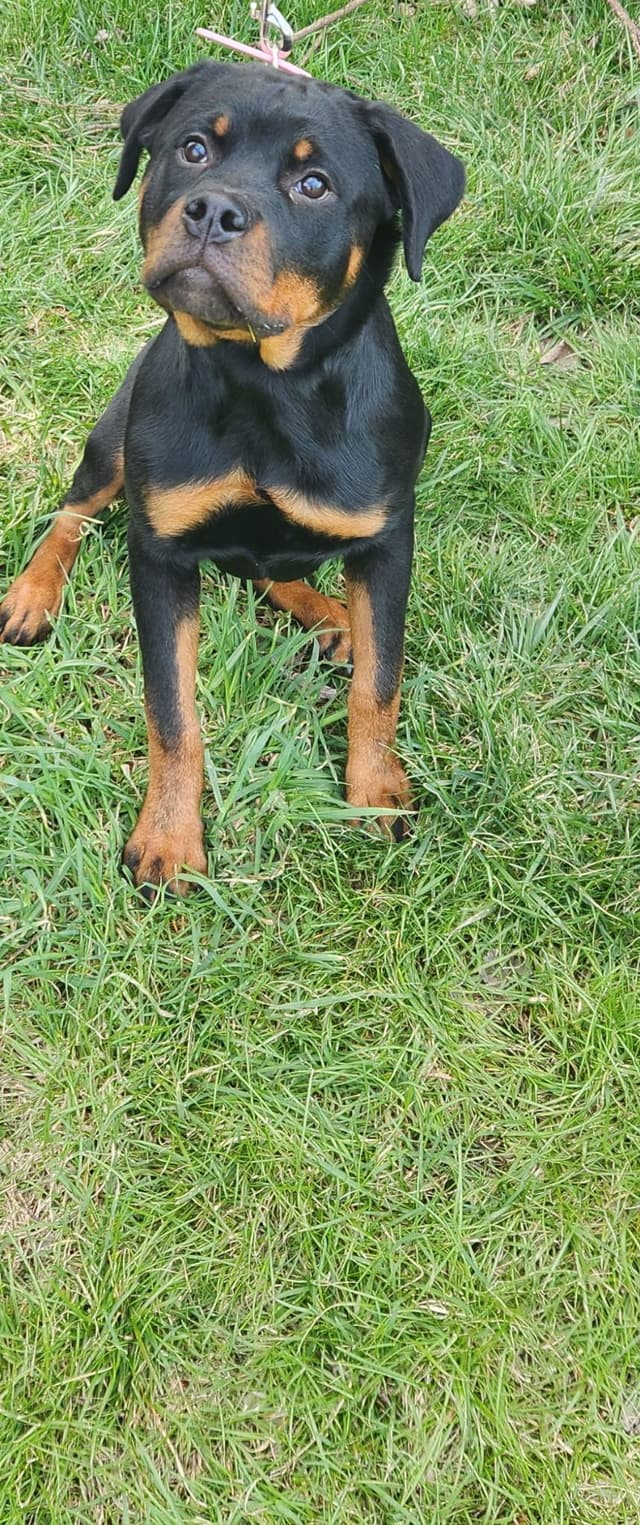 Dam & Sire Pedigree is stacked with well known names. media 25