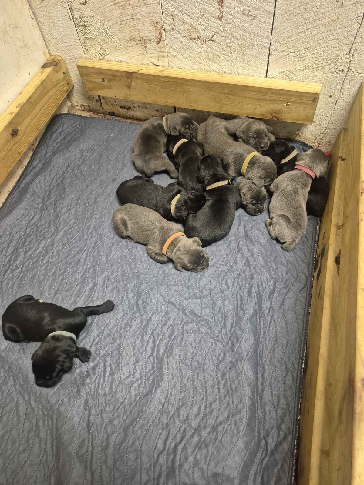 Cane Corso Puppies breeder image 1