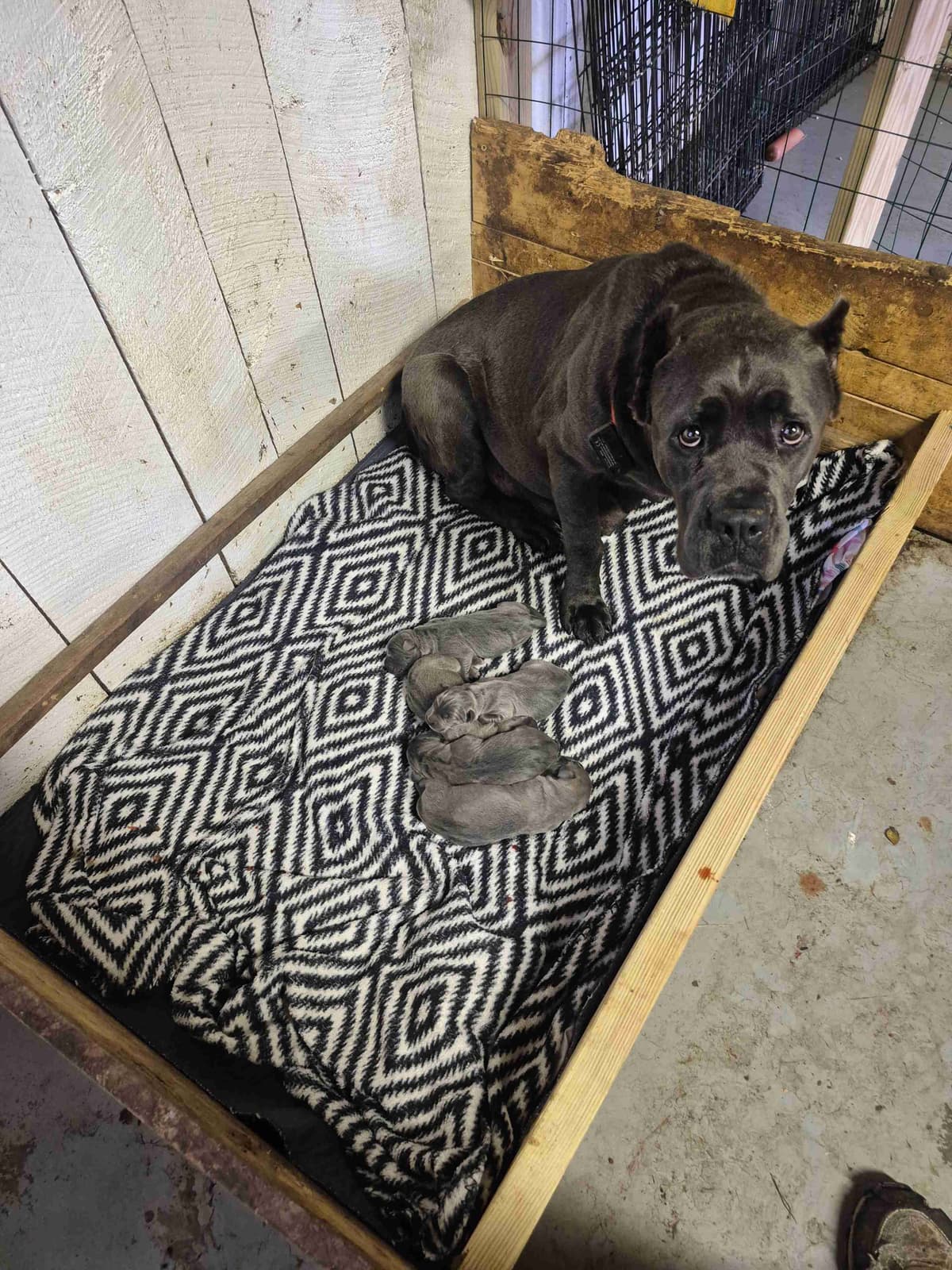 Cane Corso Puppies breeder image 2