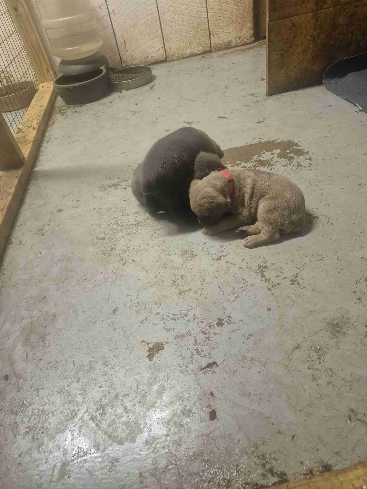 Cane Corso Puppies breeder image 6