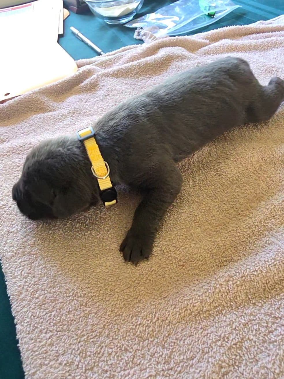 Cane Corso Puppies breeder image 4