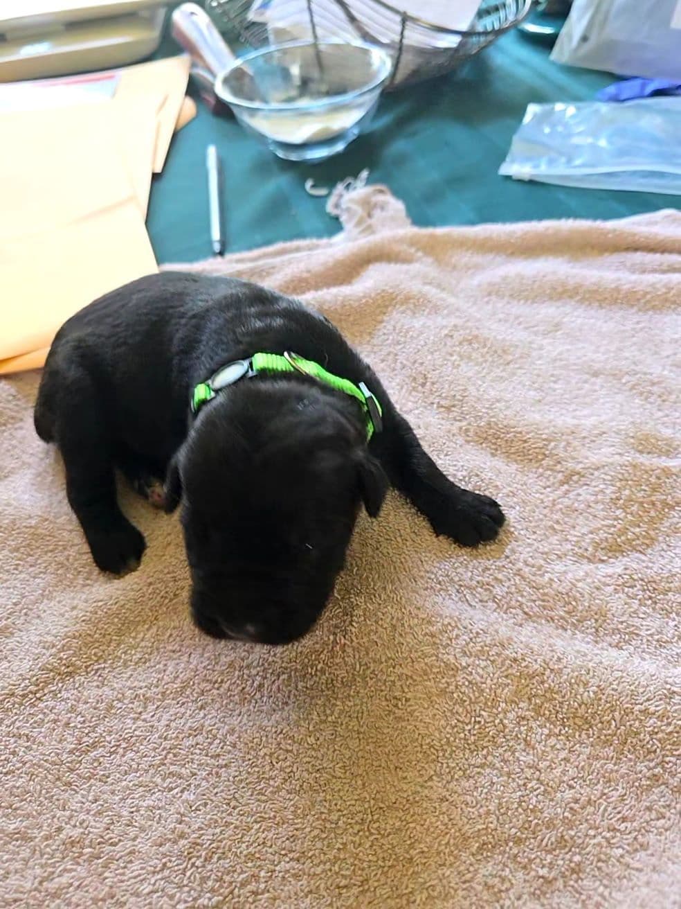 Cane Corso Puppies breeder image 5