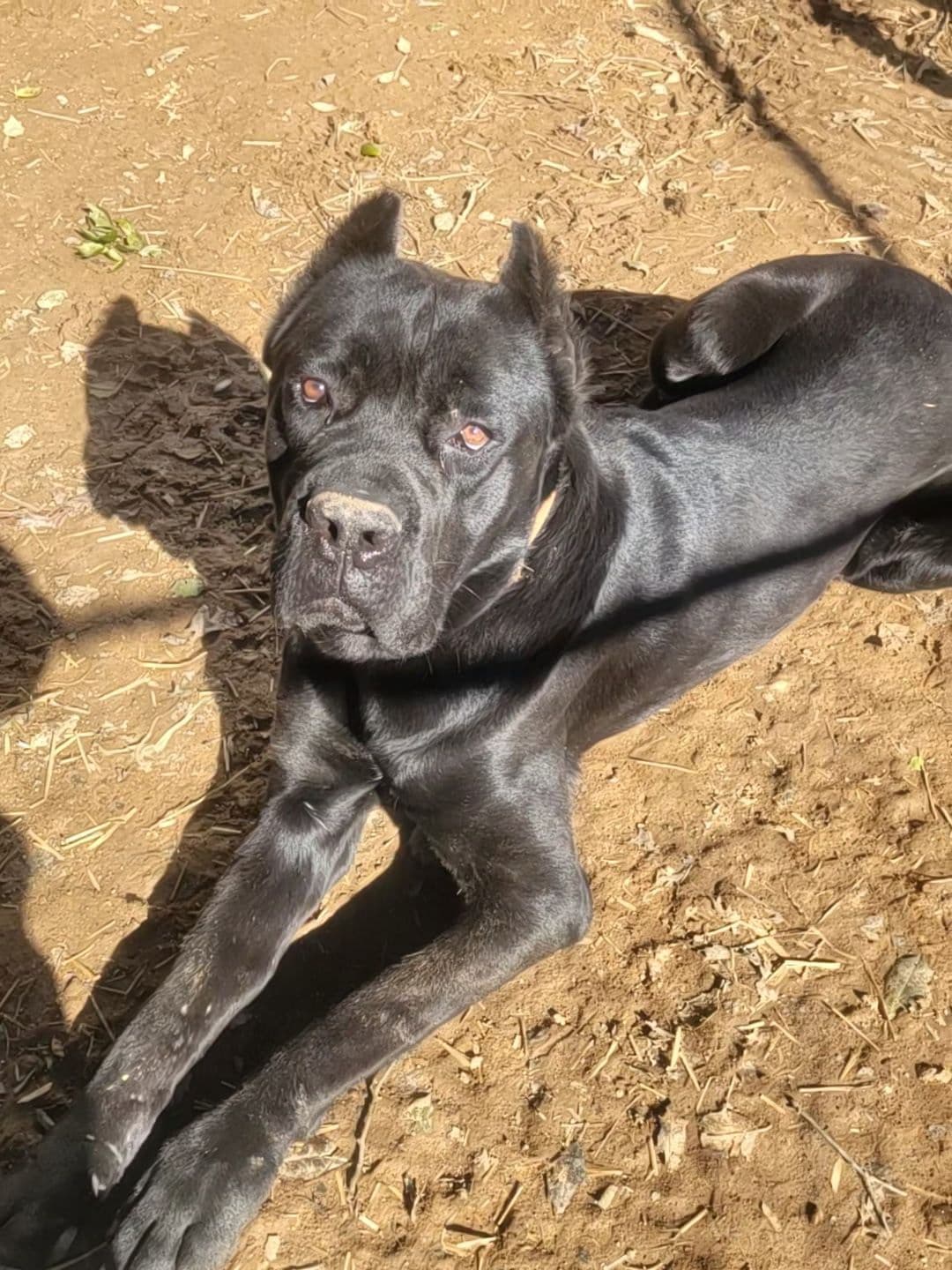 Cane Corso Puppies breeder image 7