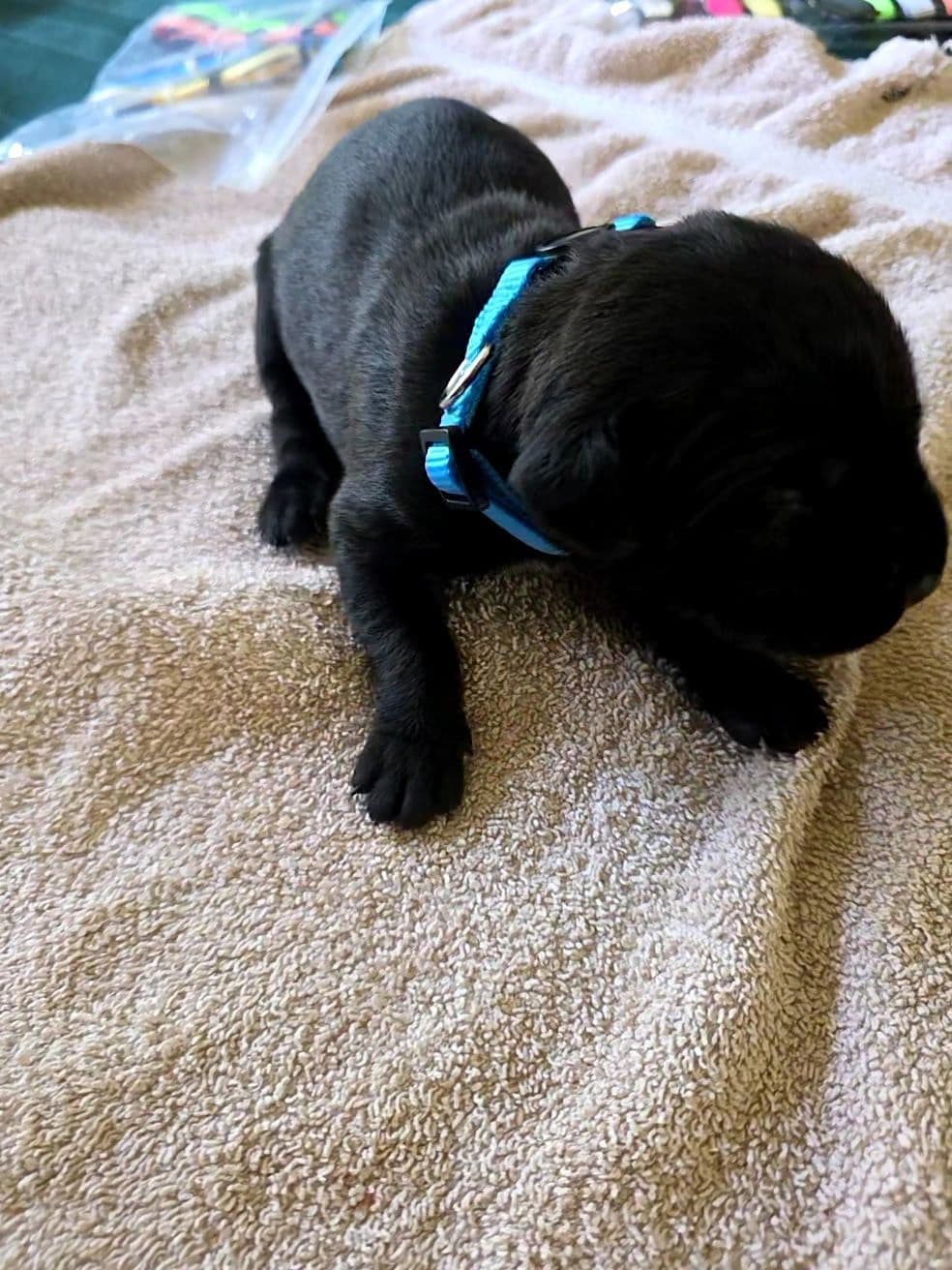 Cane Corso Puppies breeder image 8