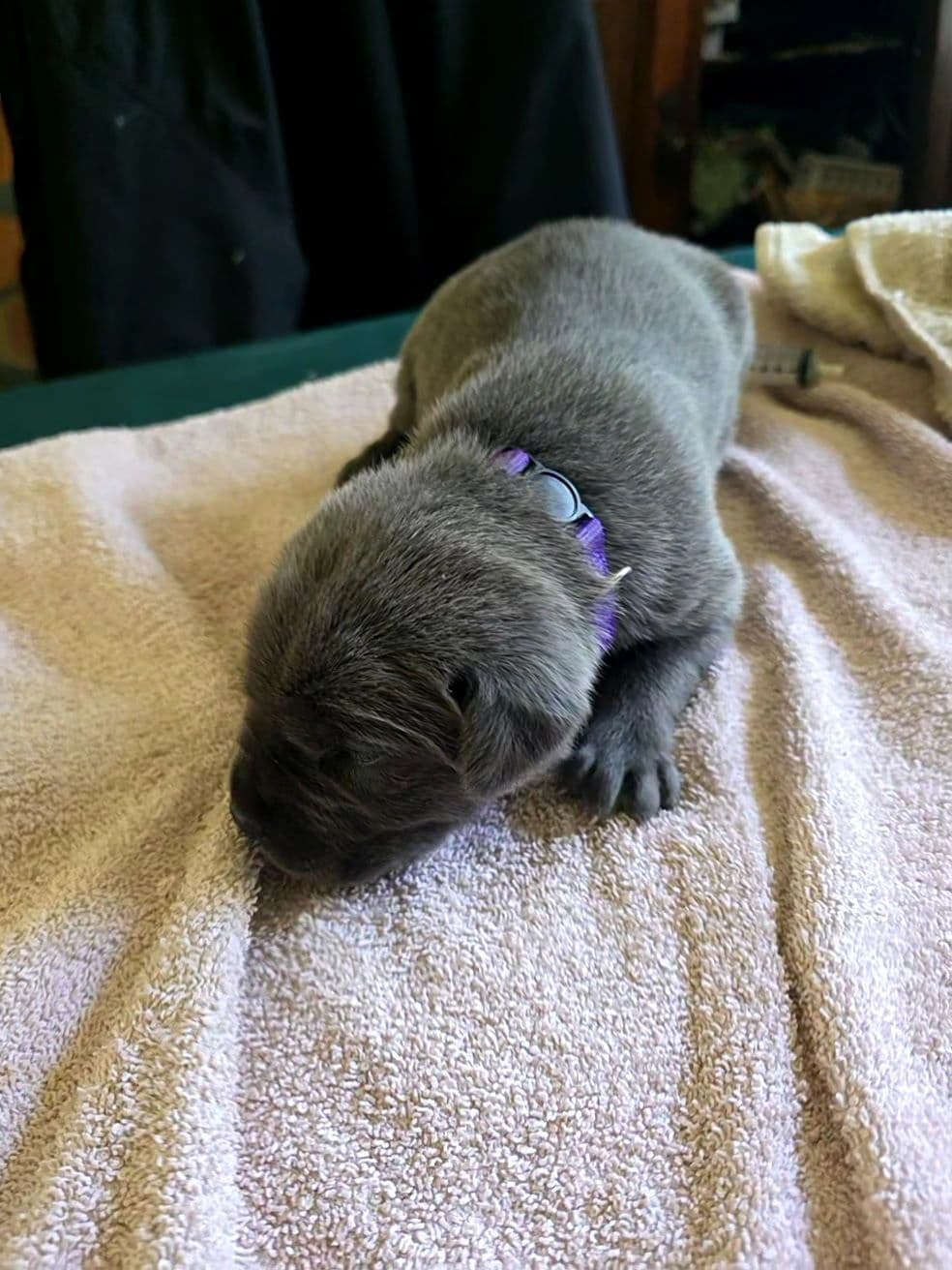 Cane Corso Puppies breeder image 11