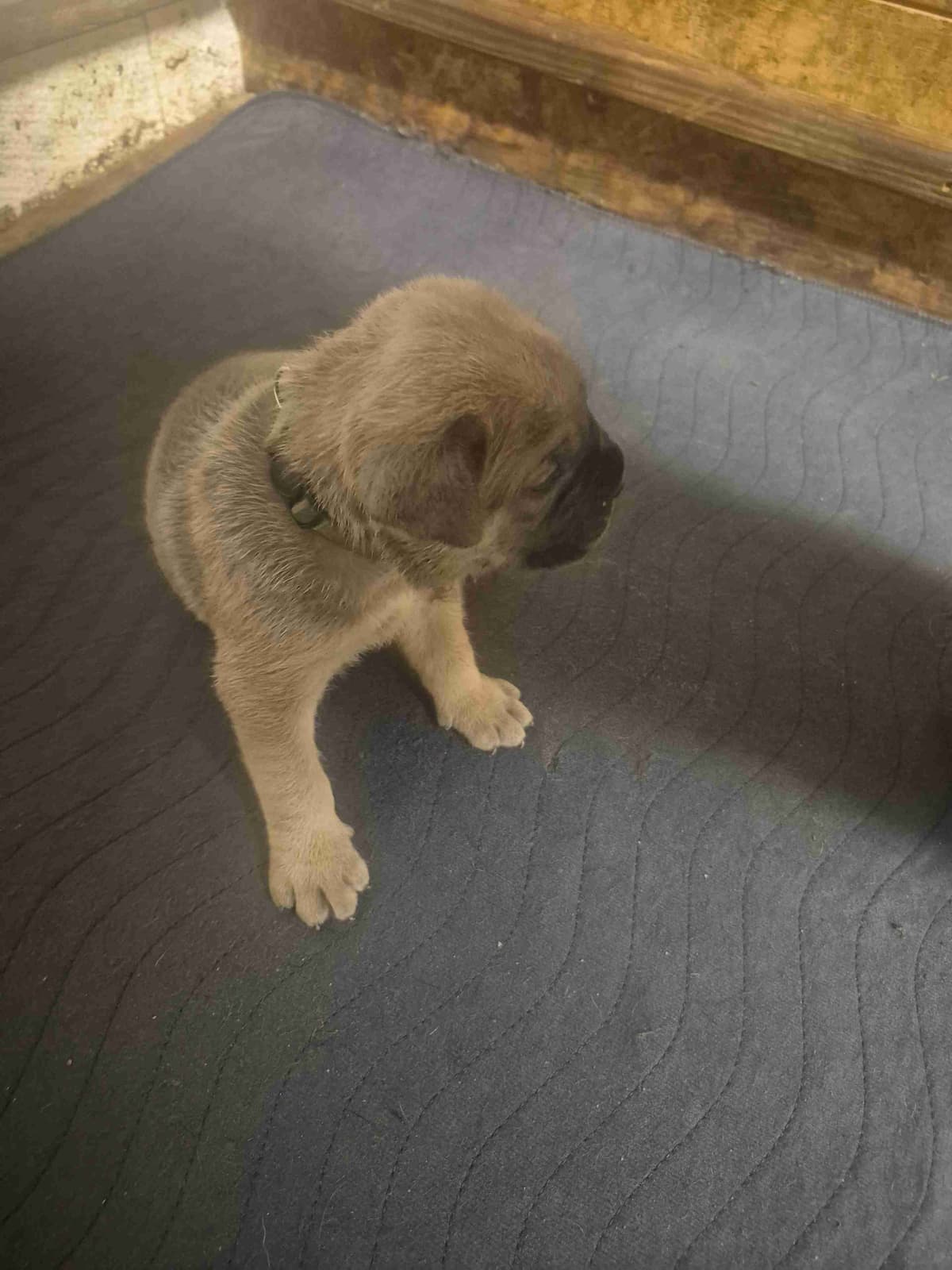 Cane Corso Puppies breeder image 13