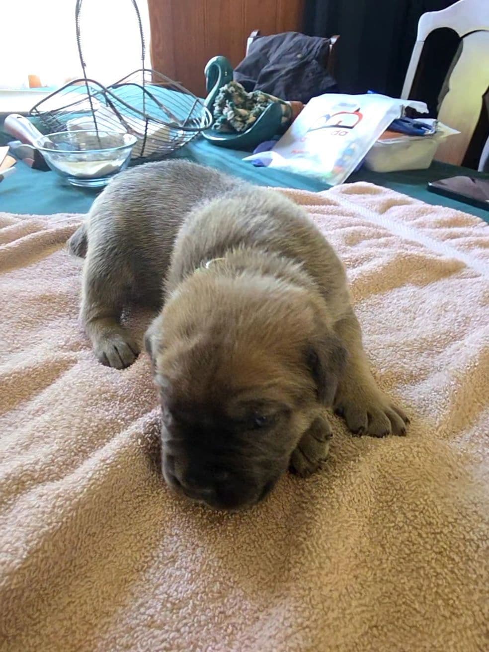 Cane Corso Puppies breeder image 10