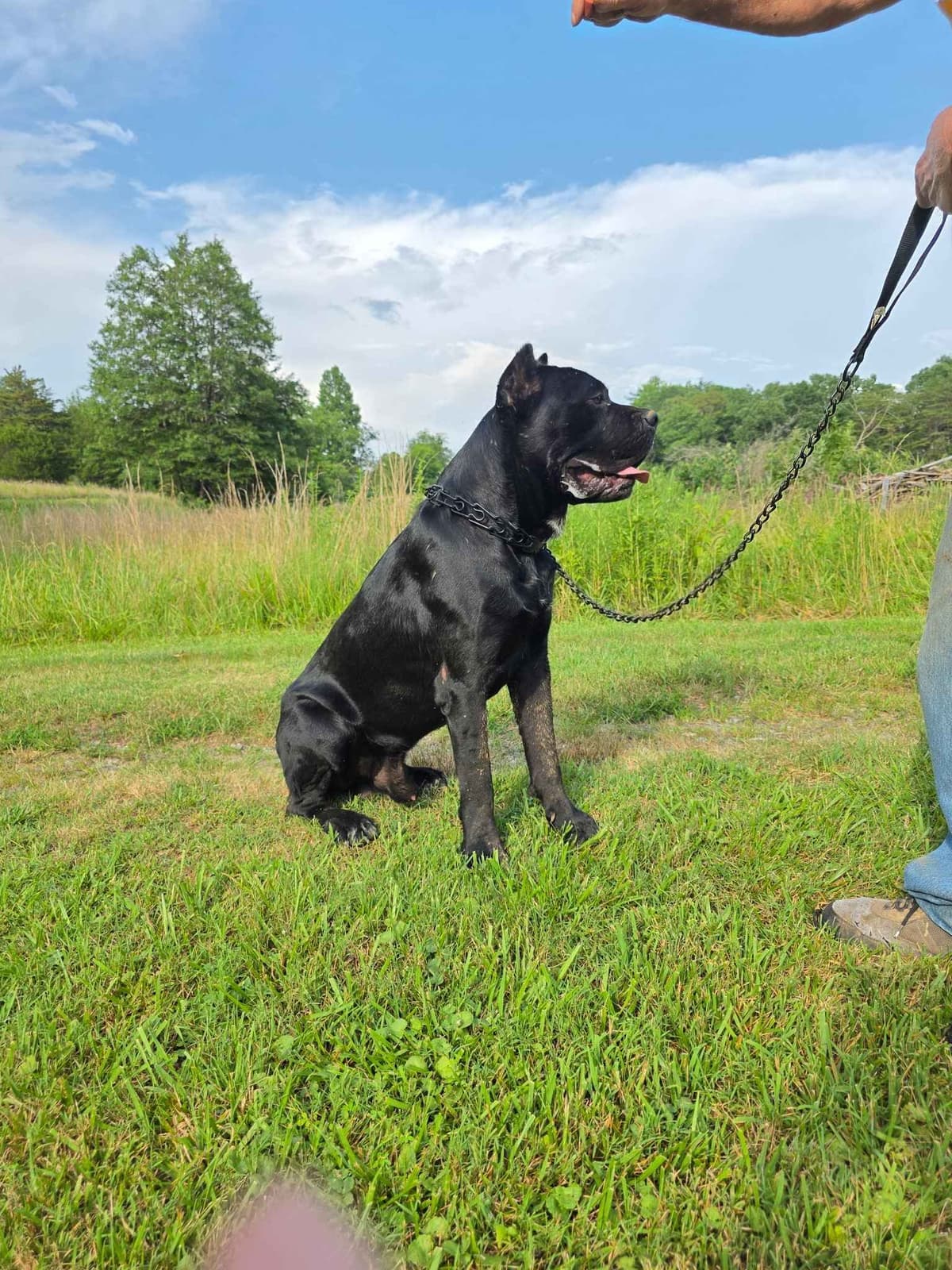 Cane Corso Puppies breeder image 9