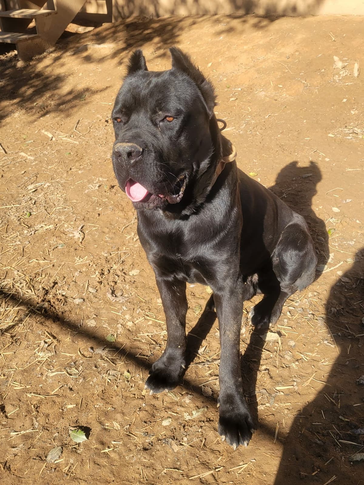 Cane Corso Puppies breeder image 12