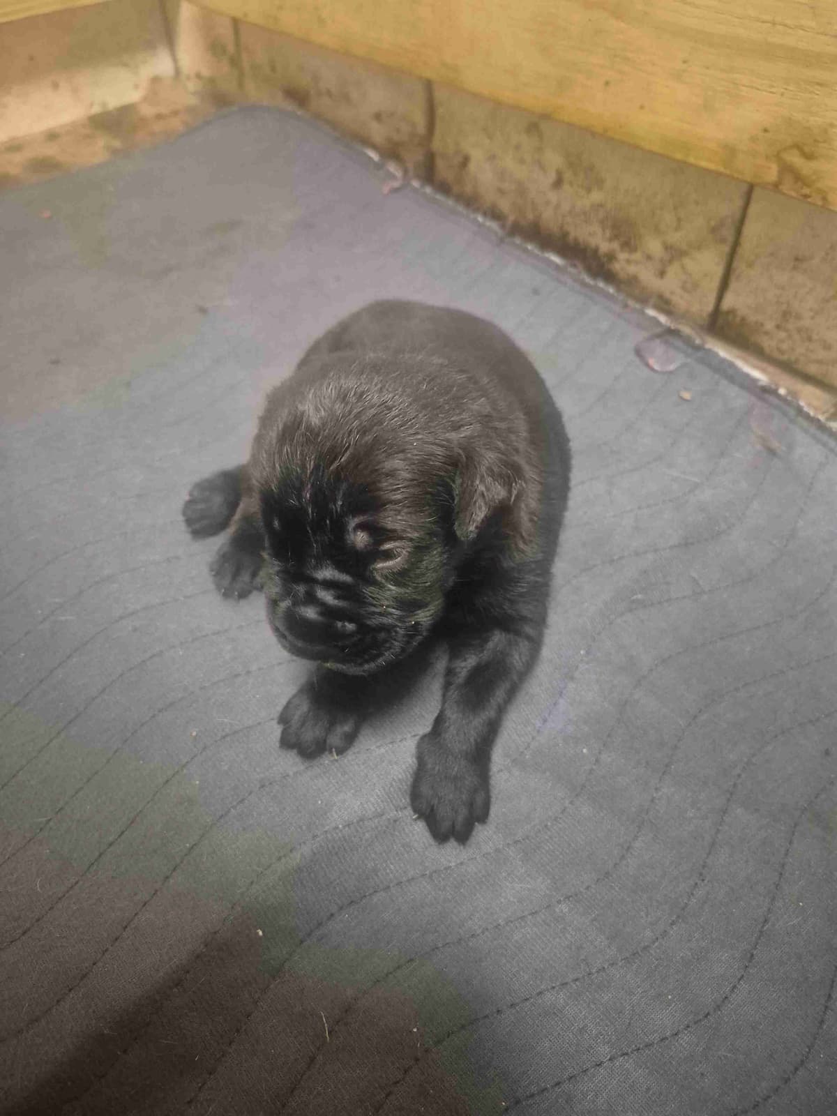 Cane Corso Puppies breeder image 14