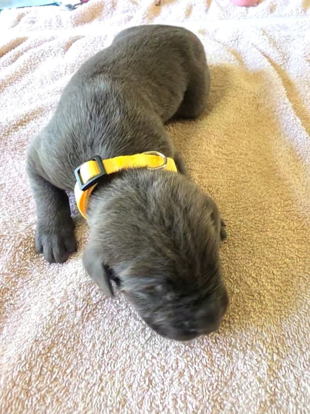 Cane Corso Puppies media 2