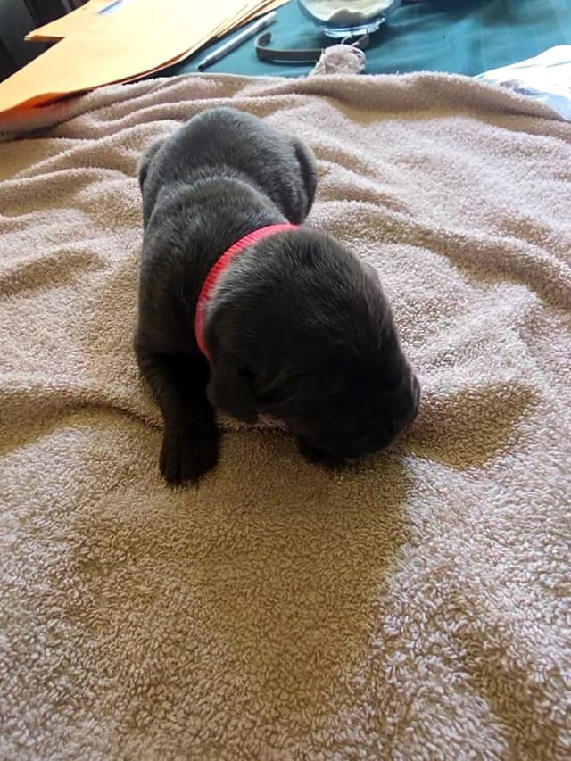 Cane Corso Puppies media 4