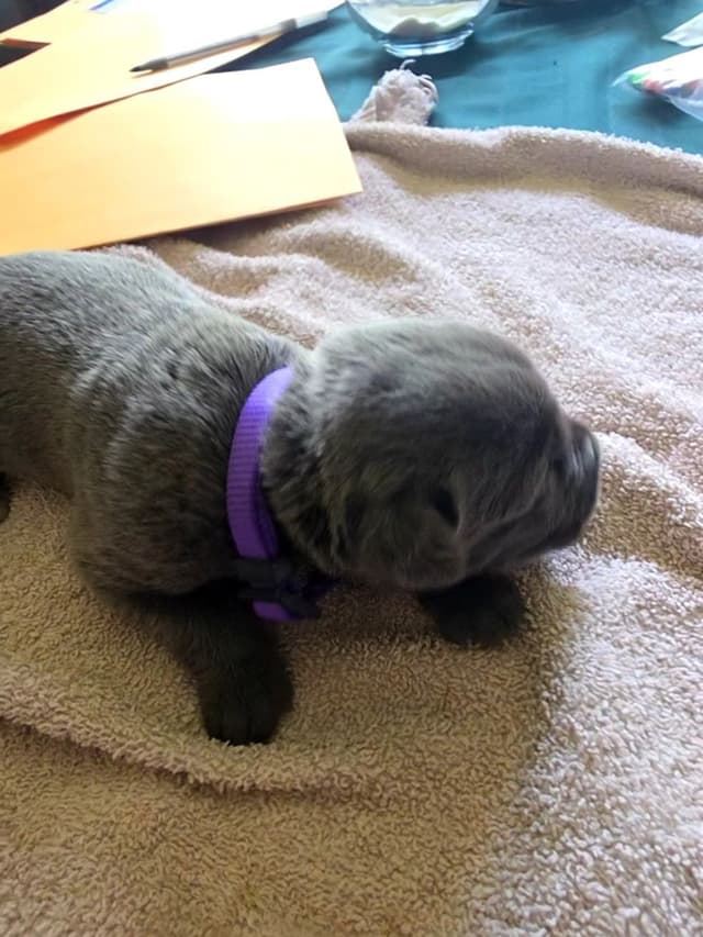 Cane Corso Puppies media 5