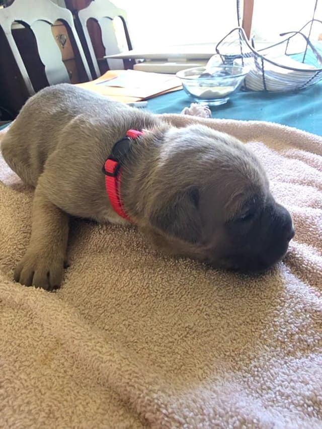 Cane Corso Puppies media 6