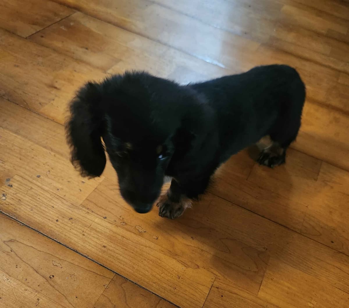 Miniature Dachshund Puppies breeder image 3