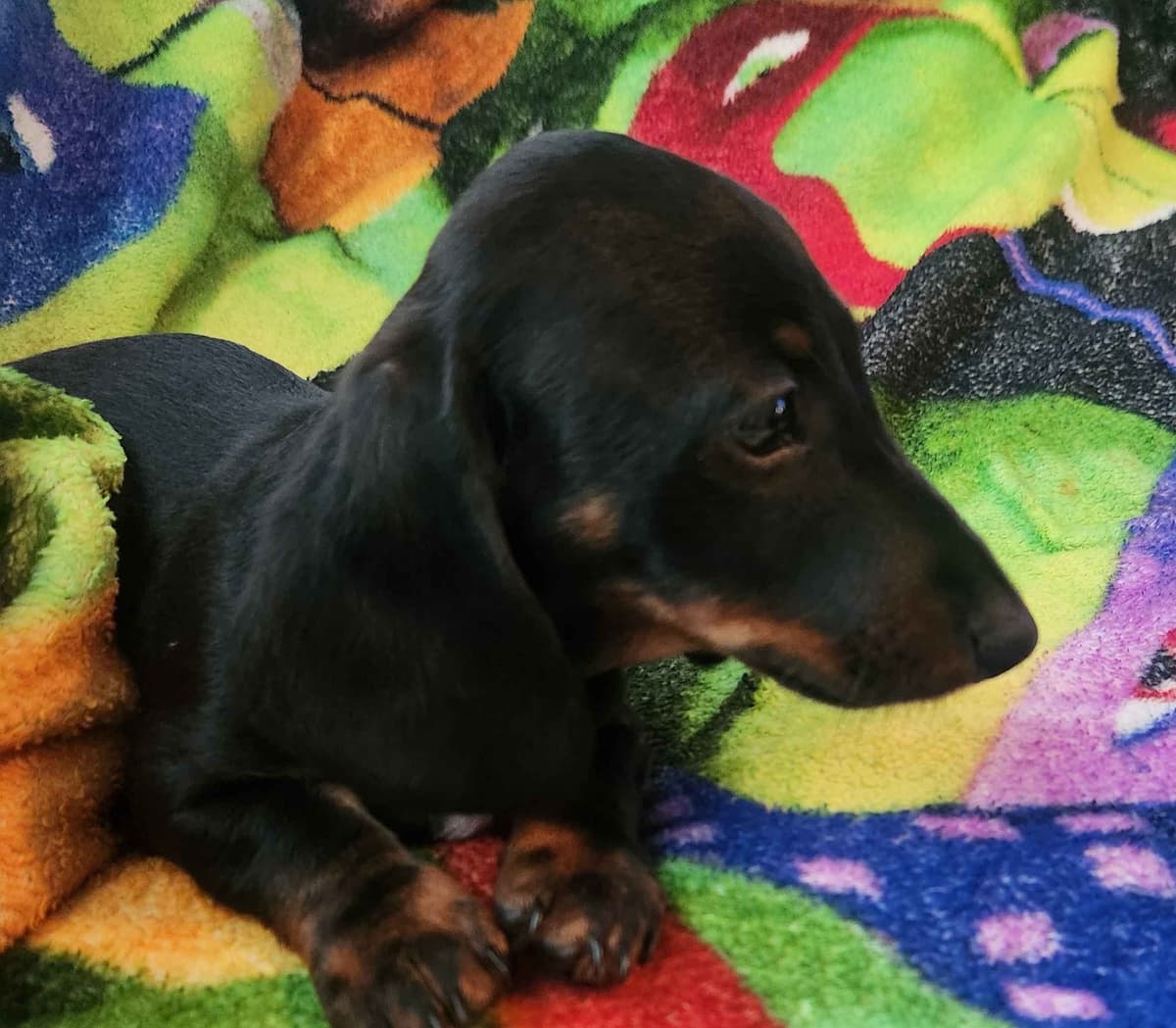 Miniature Dachshund Puppies breeder image 1