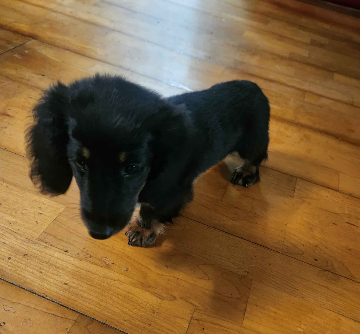Miniature Dachshund Puppies breeder image 4