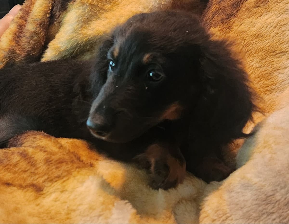 Miniature Dachshund Puppies breeder image 5