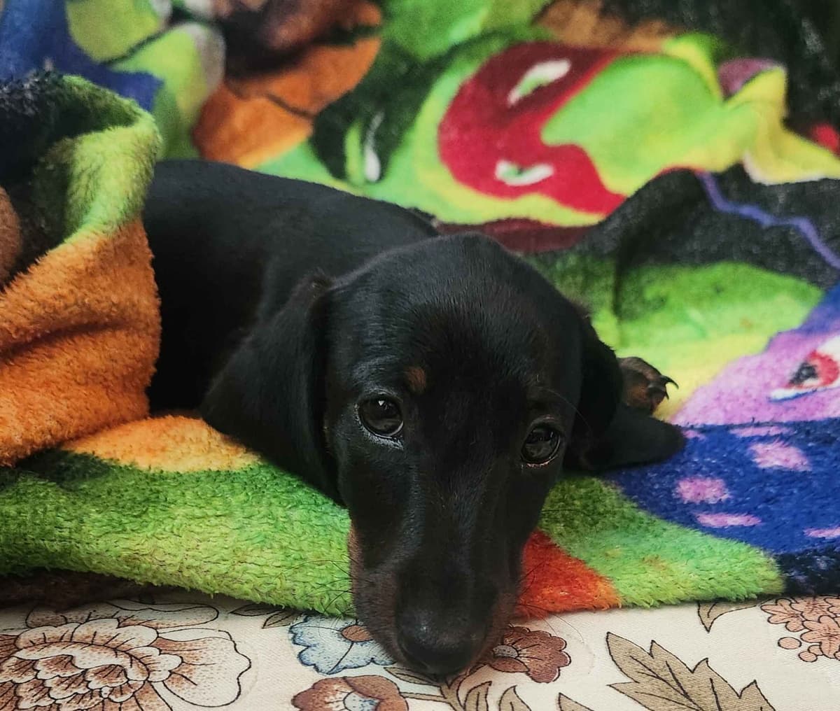 Miniature Dachshund Puppies breeder image 6
