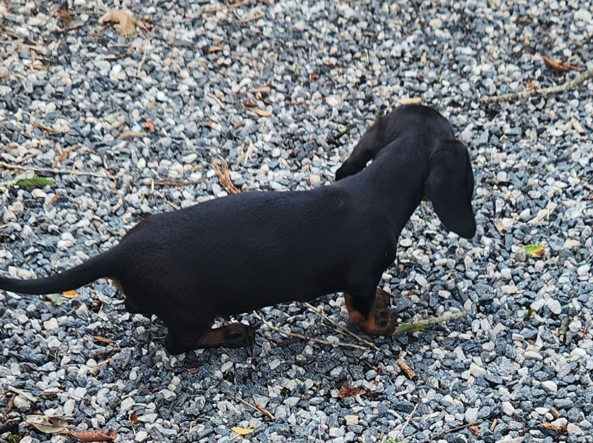 Miniature Dachshund Puppies breeder image 8