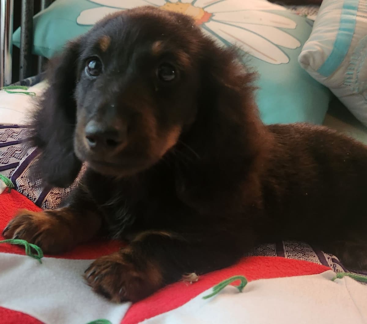 Miniature Dachshund Puppies breeder image 7