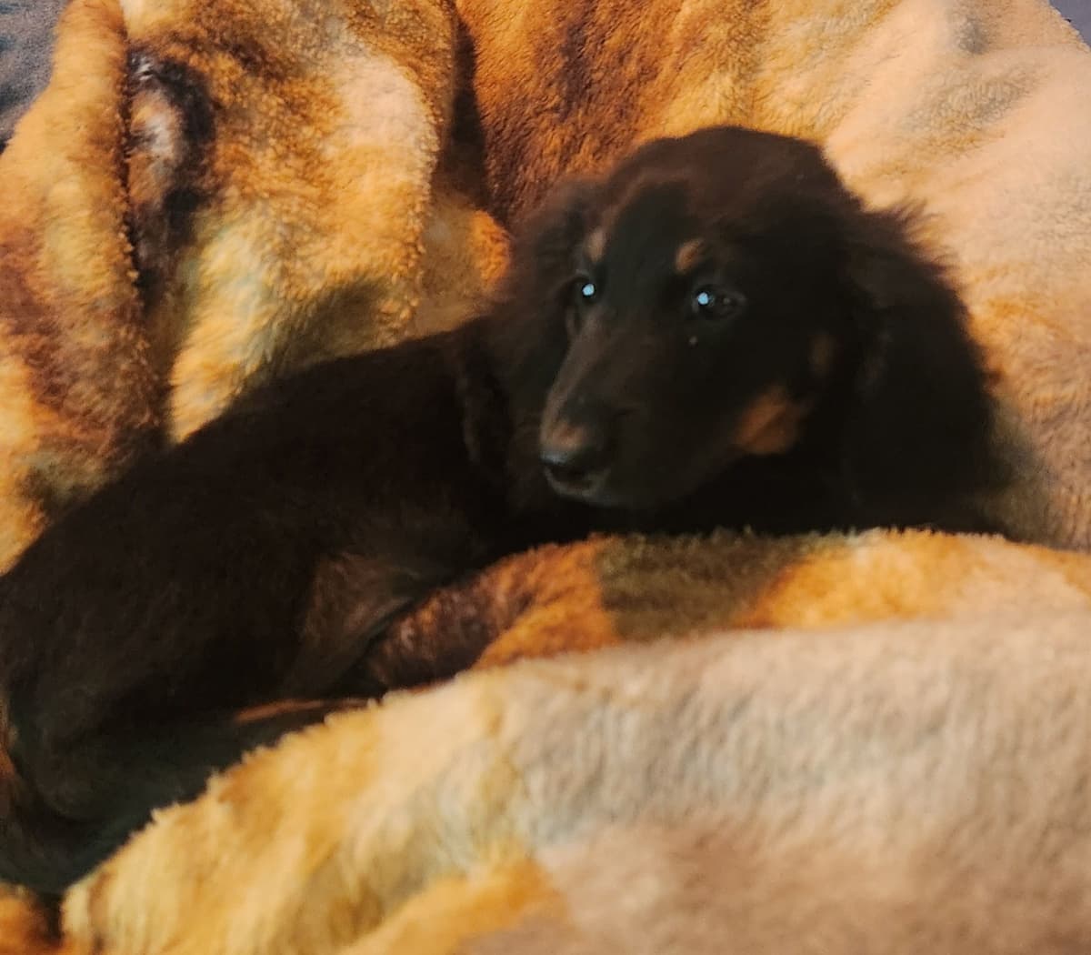 Miniature Dachshund Puppies breeder image 9