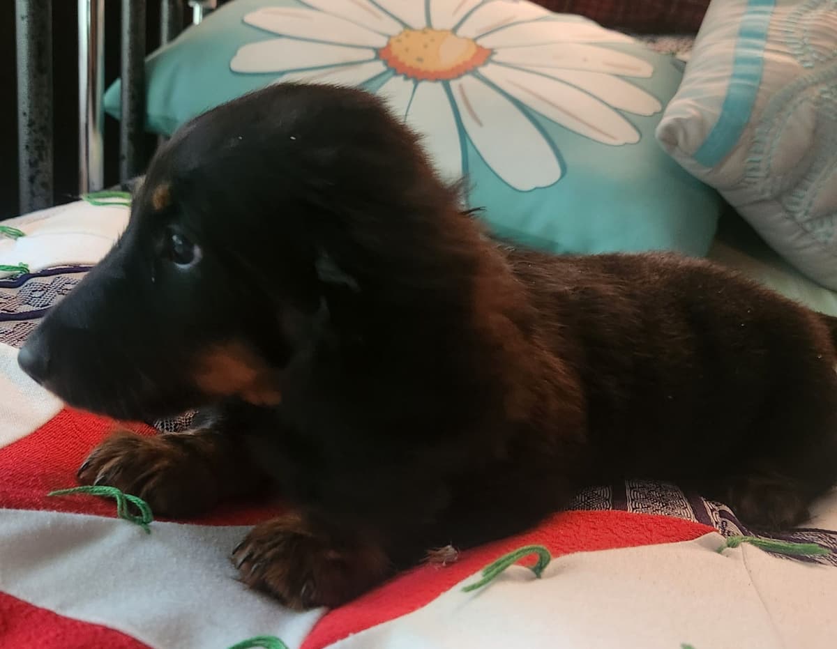 Miniature Dachshund Puppies breeder image 11
