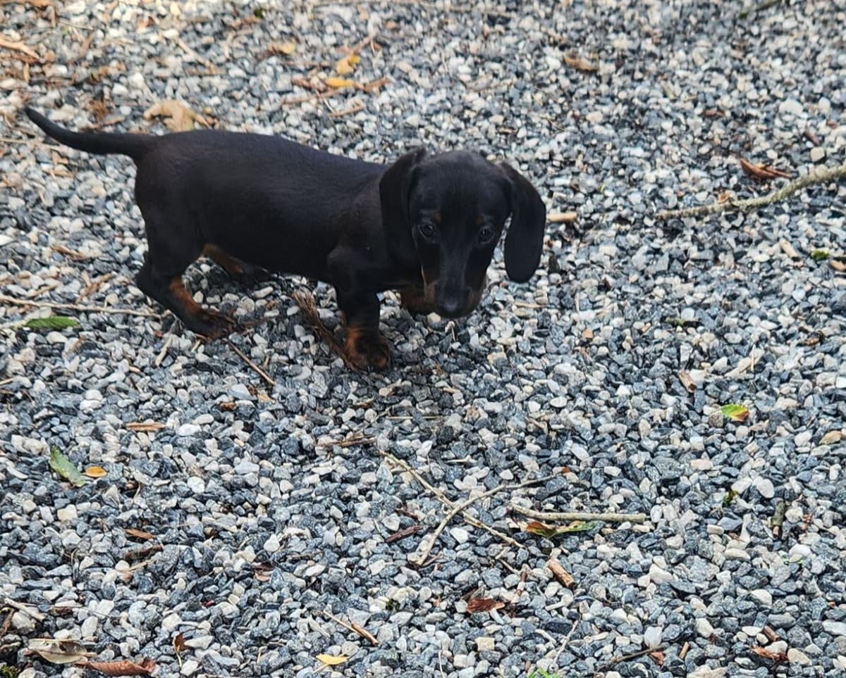 Miniature Dachshund Puppies breeder image 13