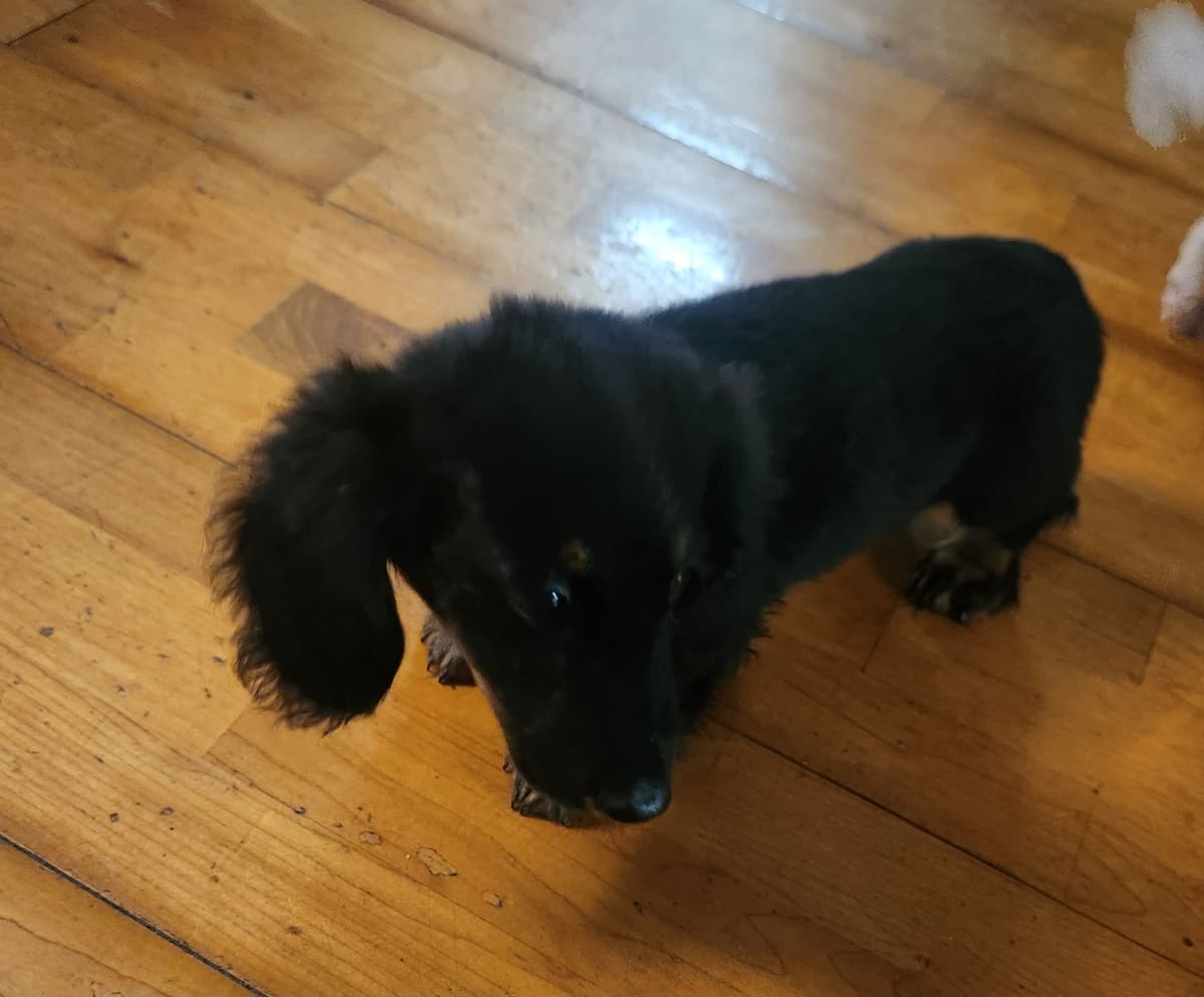 Miniature Dachshund Puppies breeder image 14