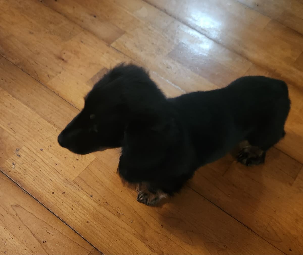 Miniature Dachshund Puppies breeder image 17